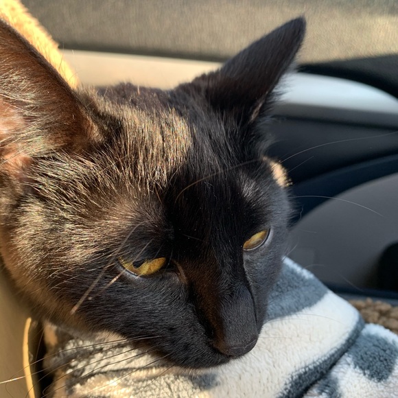 Meet your Posher, Ronald - Picture 1 of 1